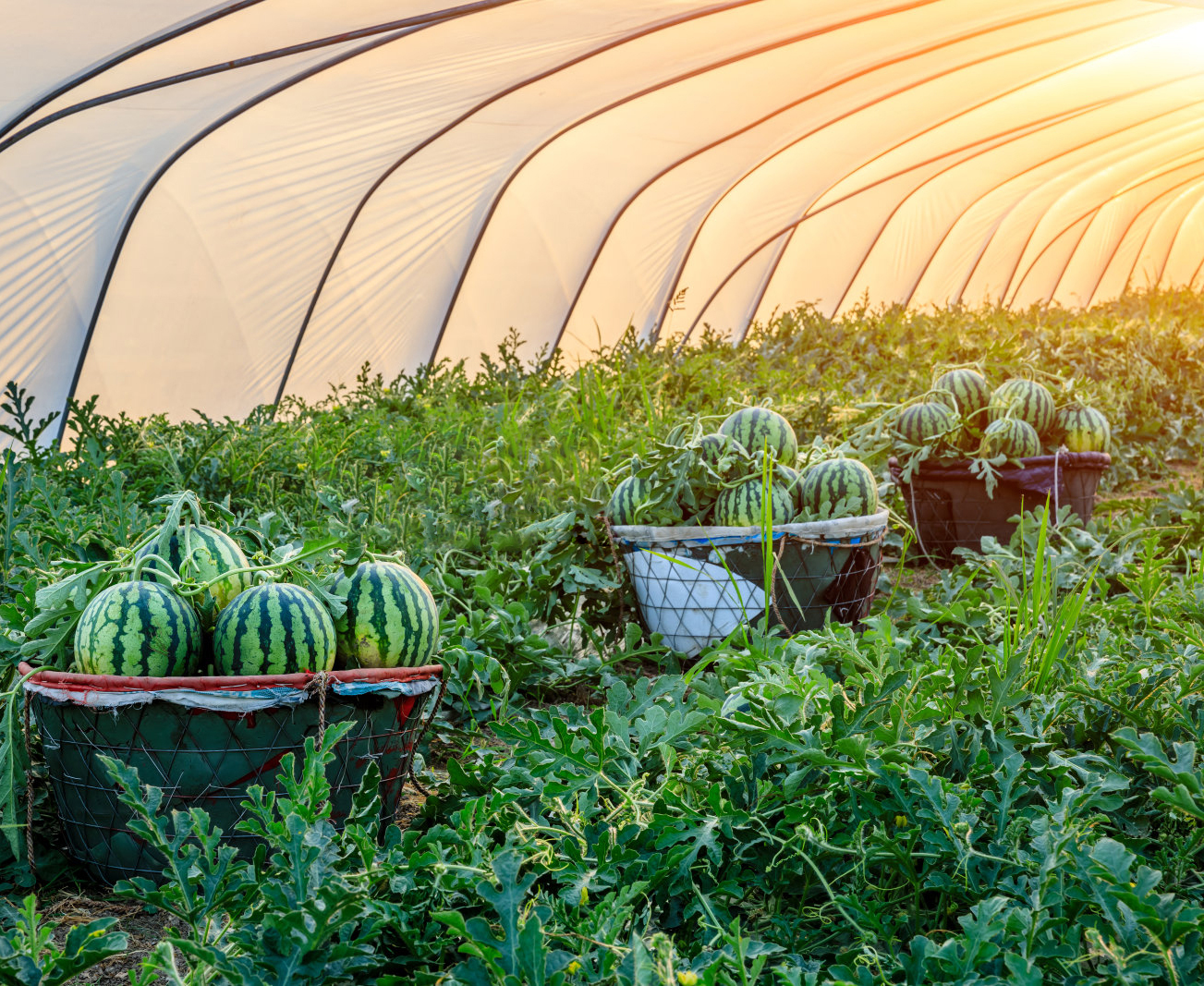agricultural greenhouses