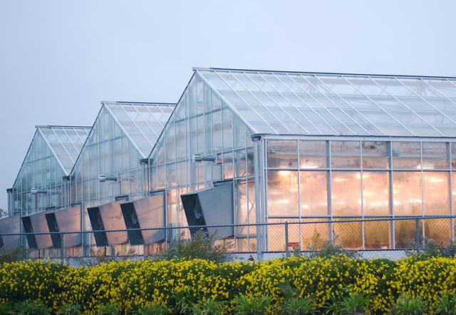 Vegetable tent