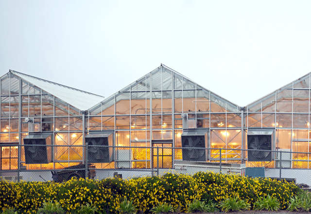 Greenhouse tent